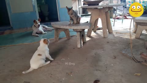 Dog and Cat are fighting