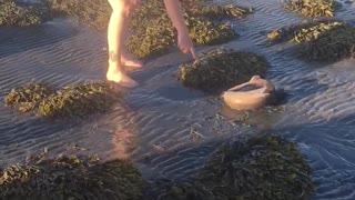 Rescuing a Beached Baby Shark