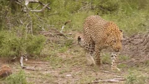 Leopard Hunting, Fighting With Lizard