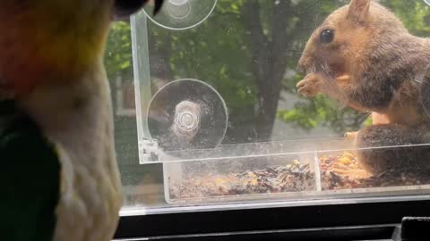 Super hungry squirrel visits bird feeder and parrot says hello