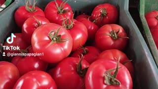 tomato cultivation. VEGETABLES
