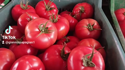 tomato cultivation. VEGETABLES