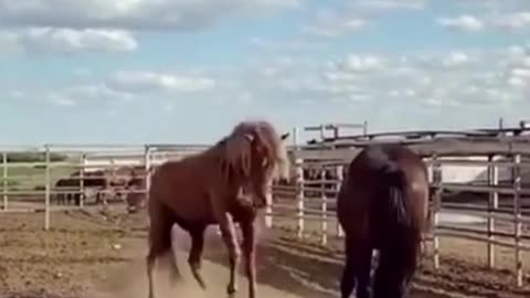 Horses Fighting With Rearing | Wild Horses