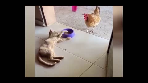 Rooster fights to eat from the cat