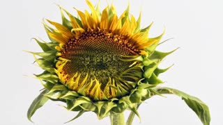 Sunflower opening time lapse. Filmed over 10 days