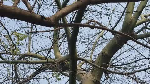 Squirrels so happy when give it foooood