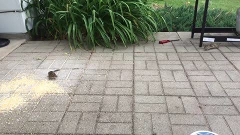 Chipmunk Fight!