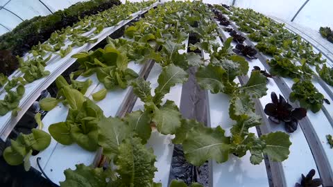 Ultra relaxing, watch lettuce grow