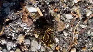 Yellow Jackets attack a Hornet