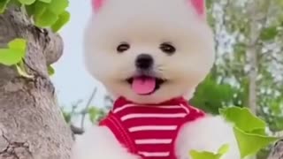 😍Cute and Funny Dog Compilation