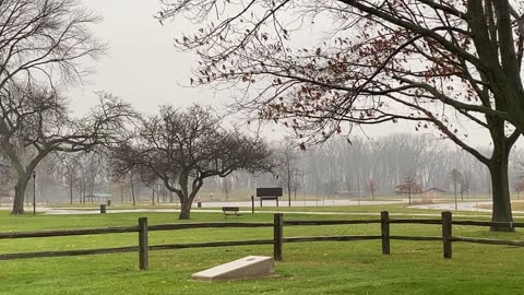 Rainy Day in the Woods: A Calming Nature Experience for Relaxation and Sleep