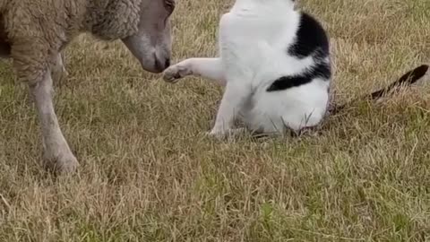 Sheep and cat friendship