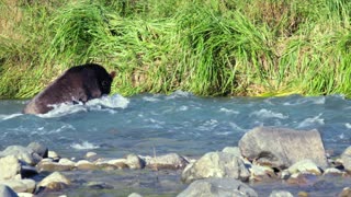 Brown Bear Snags Salmon