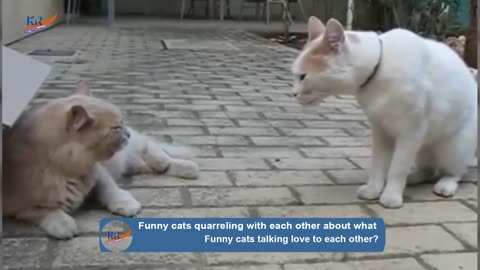 Funny Cats talking Love to each other-MayaFunnyVideo💋part 01