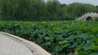 Lots and lots of lotus leaves