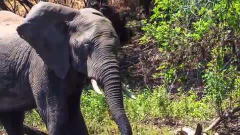 Crocodile Attacks Elephant at Watering Hole_Cut.mp4