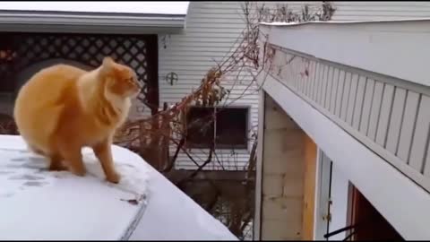 SOO FUNNY CAT