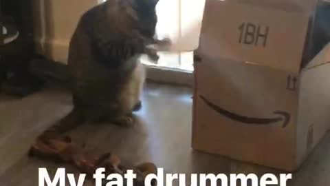 Big Cat Keeps Beating On Box Flap Like A Drum