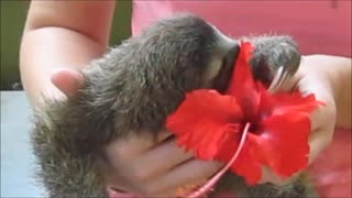 Adorable Orphaned Sloth Baby Eats a Hibiscus Flower!