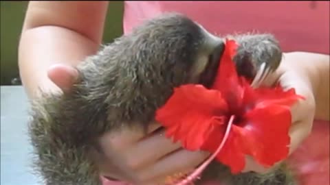 Adorable Orphaned Sloth Baby Eats a Hibiscus Flower!
