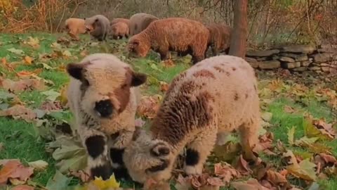 Look at how #cute these #little #sheap are #nature #fall #forest #lake #mountains