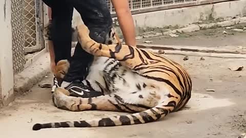 Bengal Tiger Attack video