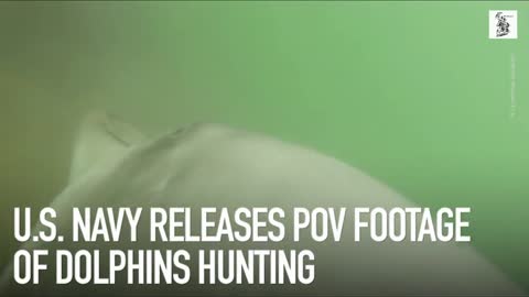 US Navy releases POV footage of dolphins hunting
