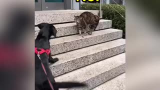 Angry Cat Not Interested In Making New Doggy Friend