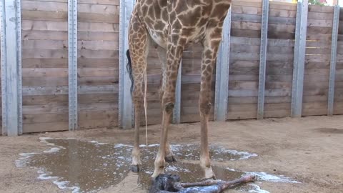 Giraffe Birth Close Up! - See Every Step of Asali's Birth