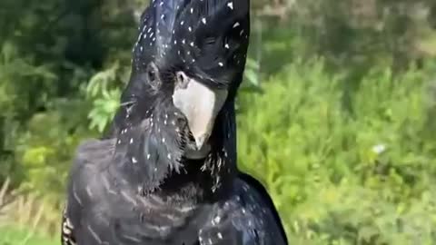 red tailed black cockatoo