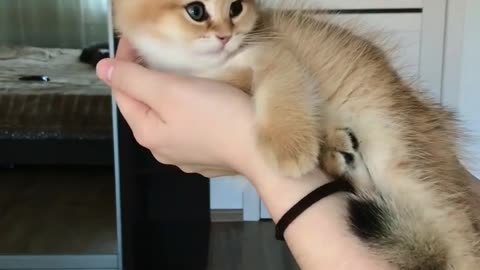 Adorable Kitty