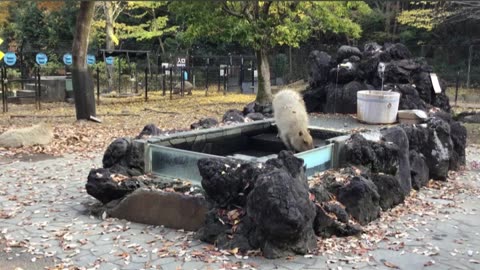 “Capybara Hot Spring” at Saitama Children’s Animal Park Zoo