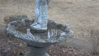 Robins playing in birdbath