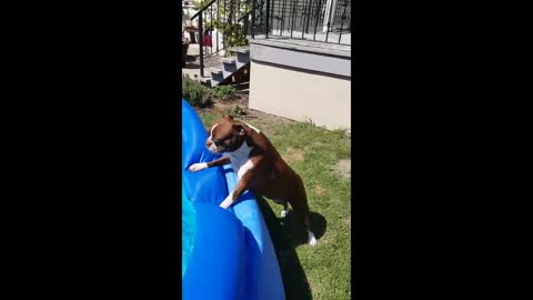 Boston terrier is absolutely ecstatic for pool tim