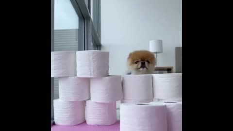 kp06-Funny and Cute Pomeranian Videos