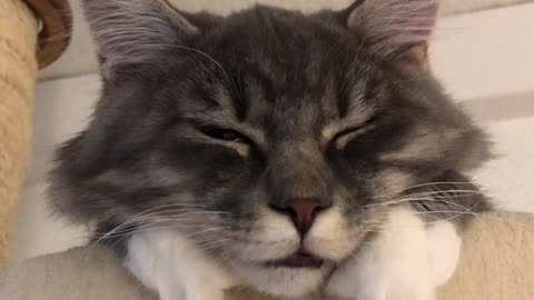 Cute Tired Sleepy Kitty Chills On Her Scratching Post