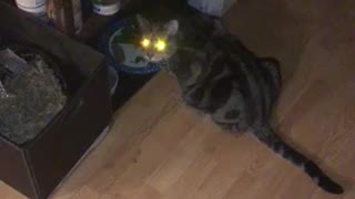 Cat eats spinach