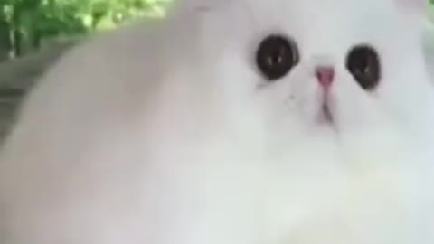 ❤️❤️cute cat short video❤️❤️