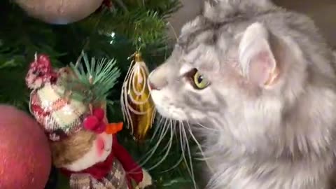 New Year's mood🎄#xmasmood # #funnyvideo #catlover #mainecoon #catfunny #funnycats #cute #funnyshorts