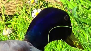 Couple of ducks feeding in close-up / beautiful birds in nature.