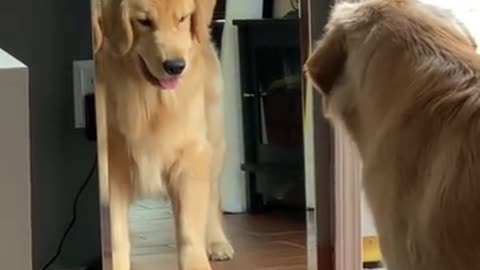 Reaction - Puppy Vs. Mirror 🐕🐕🐕 🐕 funny videos