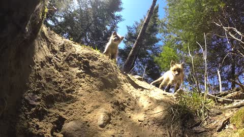 Trio of fox pups drag GoPro into their den