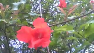 Pomegranate flower is seen behind an apartment, it is very beautiful [Nature & Animals]