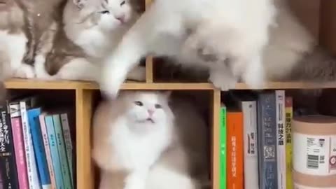 cats boxing in boxes