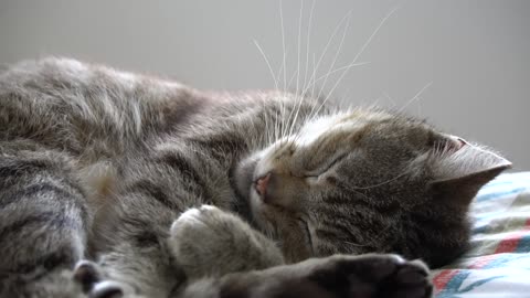 Cute catty have a sweet dream
