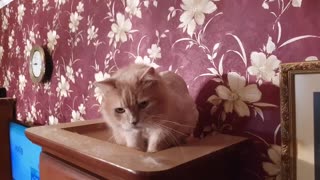 Funny Cat