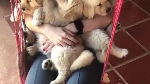 When same dog firends puppies