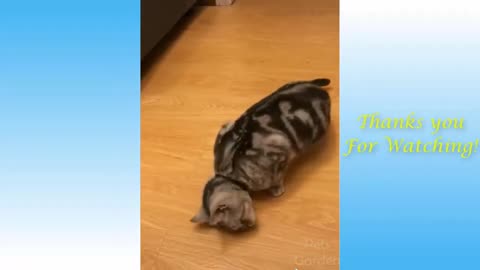 CUTE CATS and FUNNY ANIMAL videos 2024