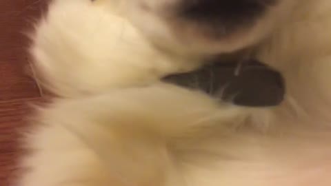 White fluffy dog belly rub
