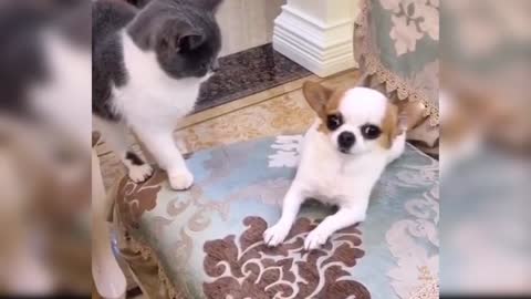 Cute and funny dog videos